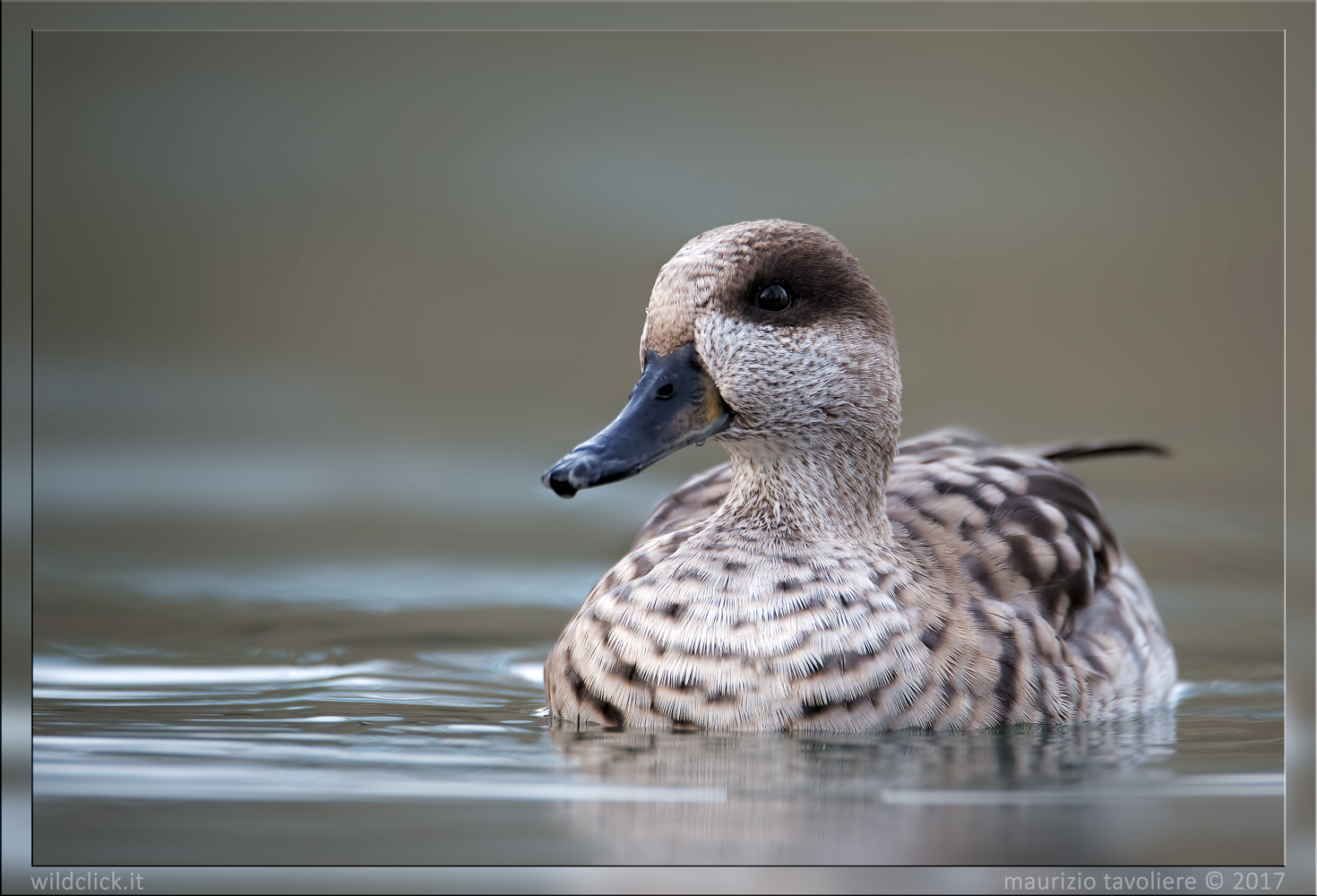 Marmorizzata (Marmaronetta angustirostris, M. 1832)
