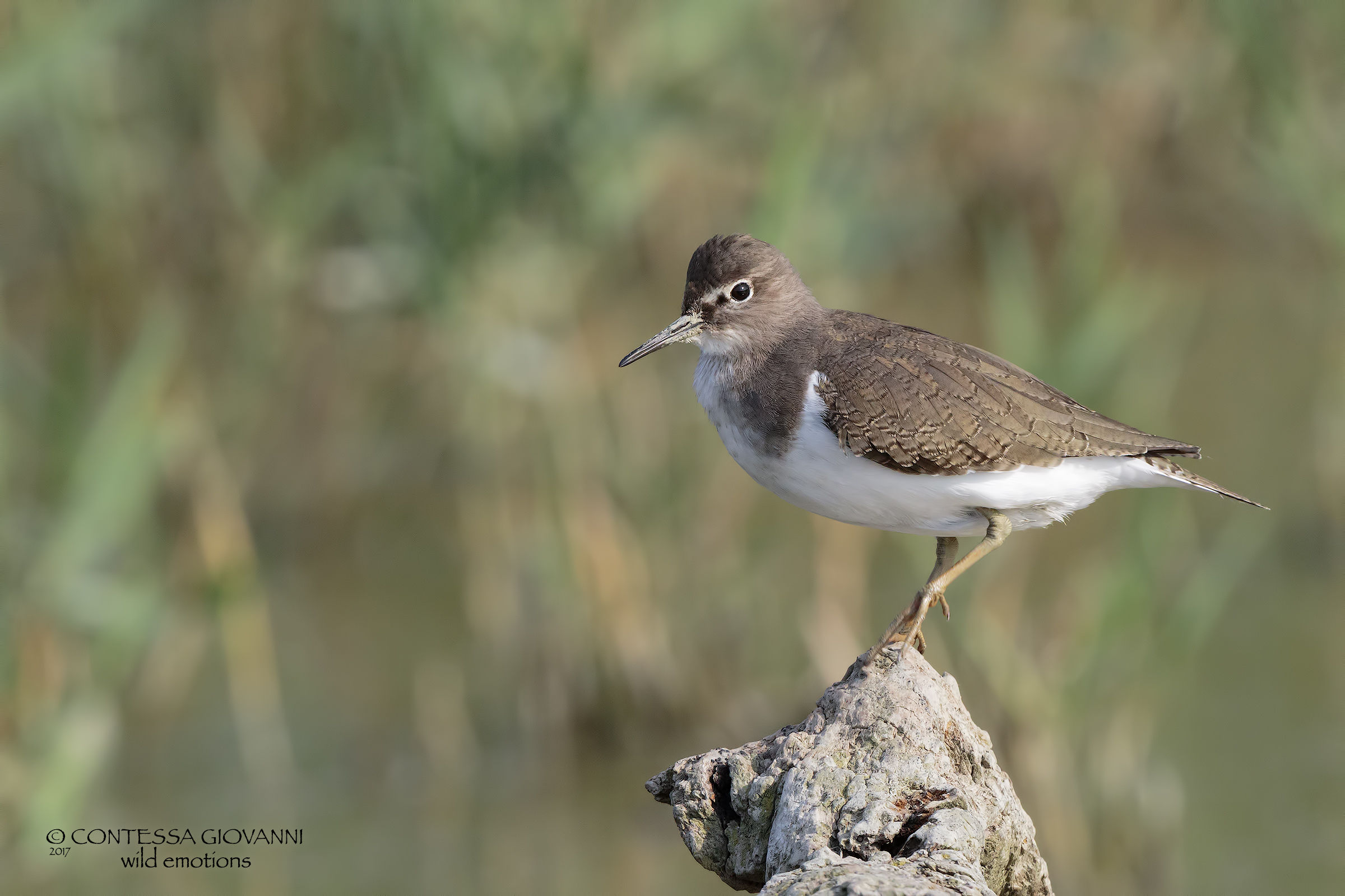 sandpiper