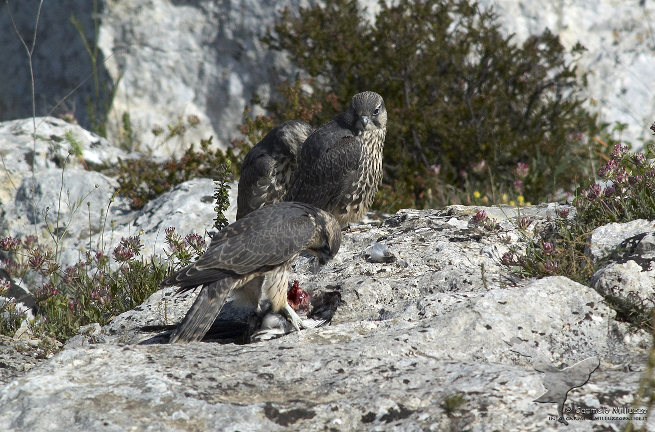 Giovani Lanari con preda _Falco biarmicus feldeggii_