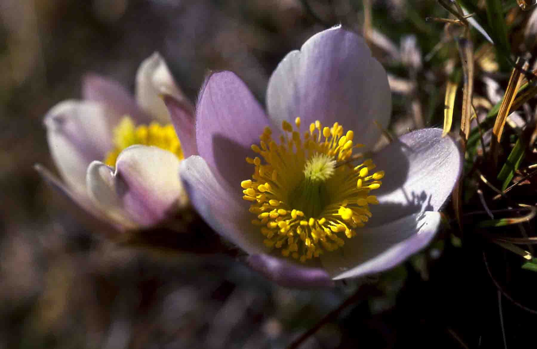 Anemones spring on Lucomagno