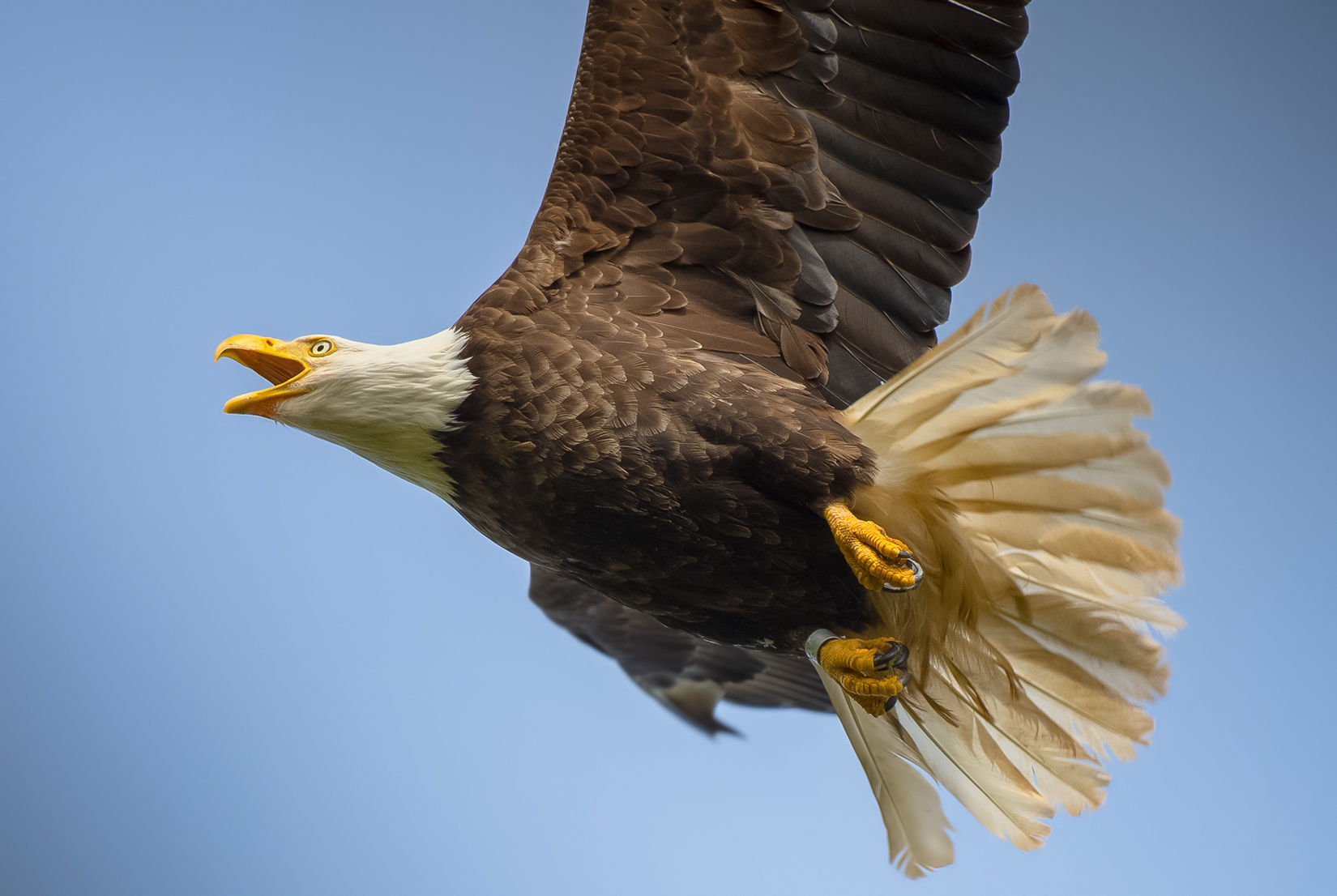 Bald Eagle fly by