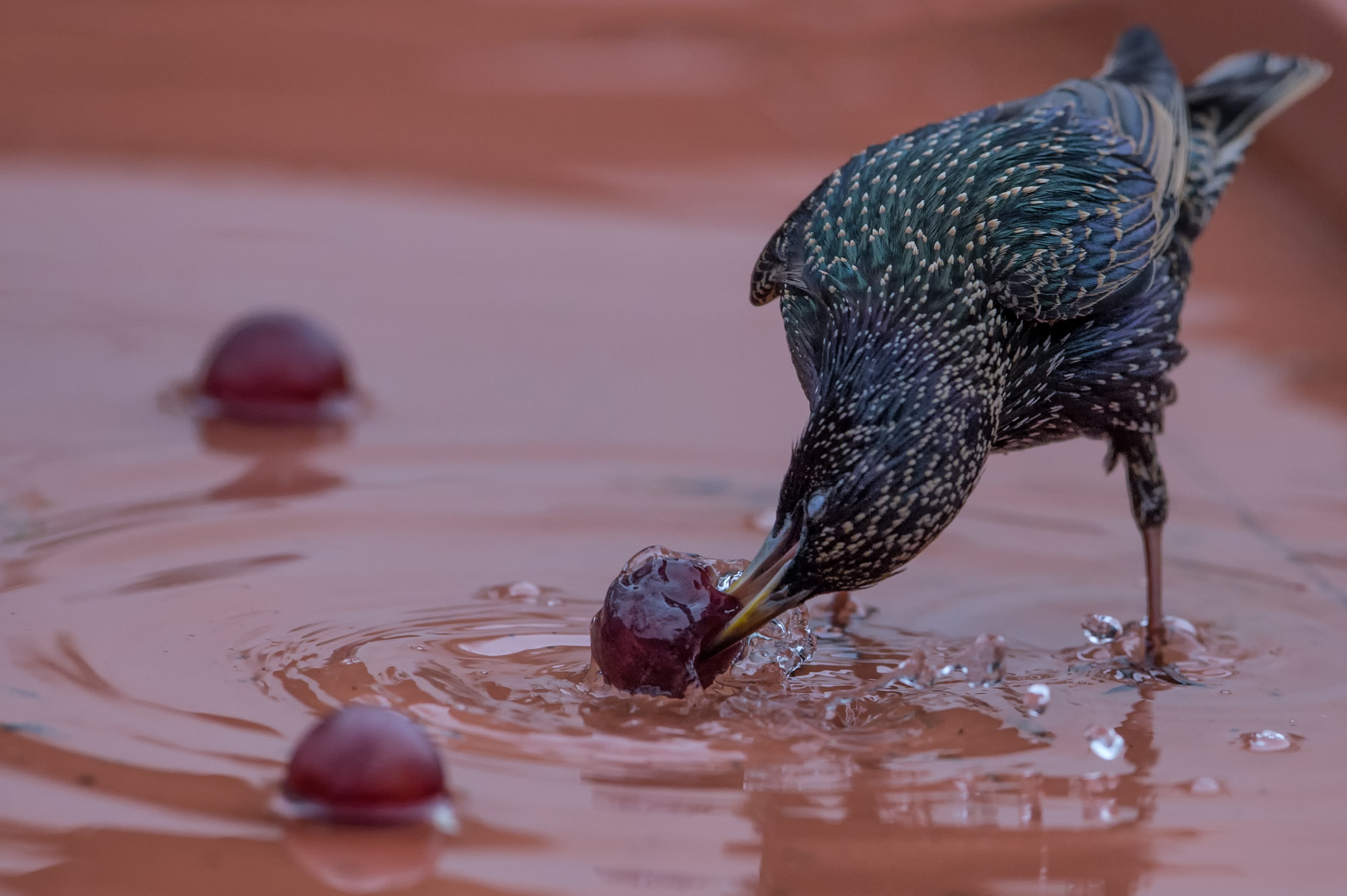 Reversal ... by. G.Armani