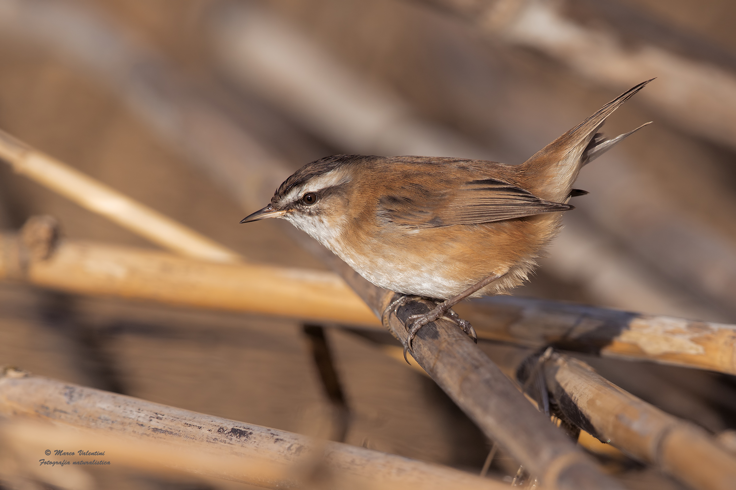 moustached warbler