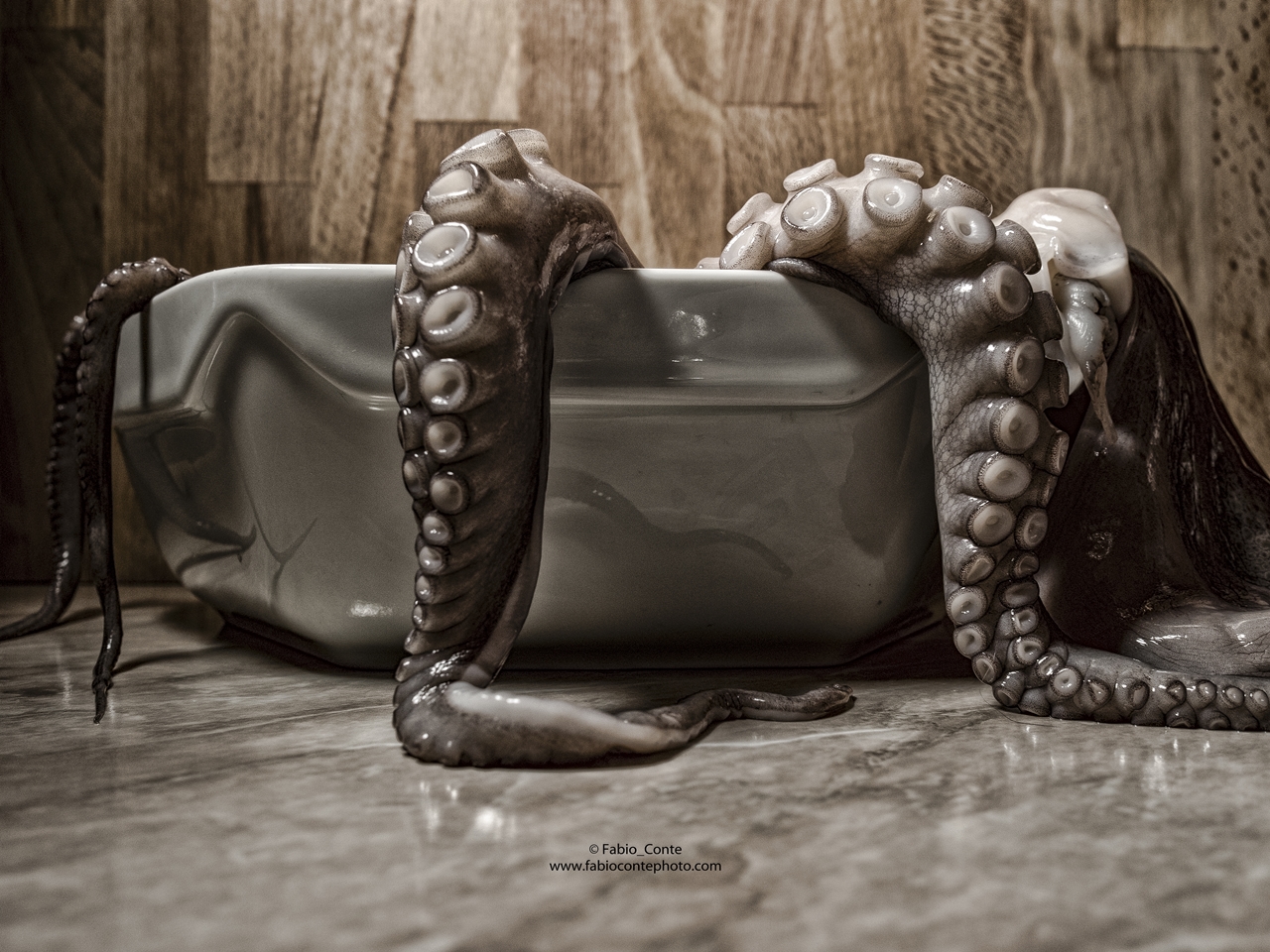 ... Octopus (octopus ...)