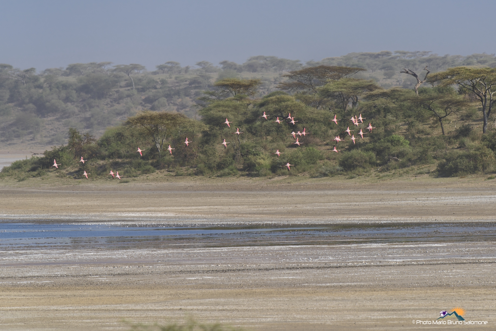 The flight of flamingos