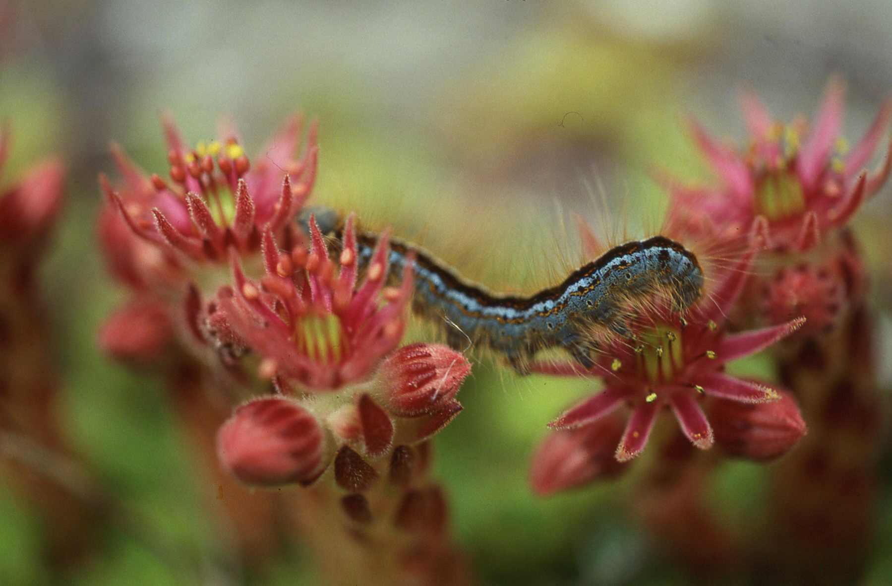 Caterpillar on semprevivo
