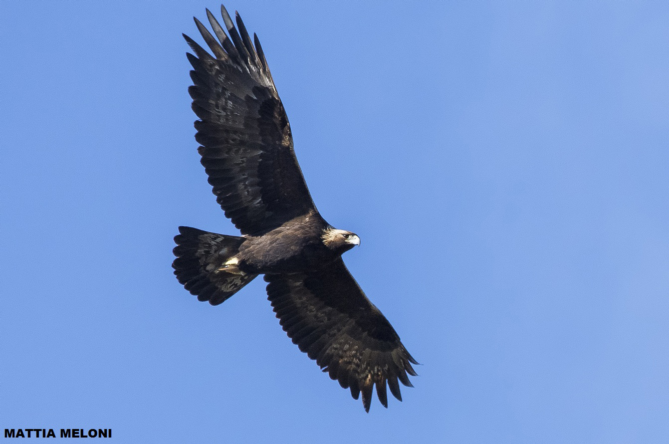 Aquila reale (Aquila chrysaetos)