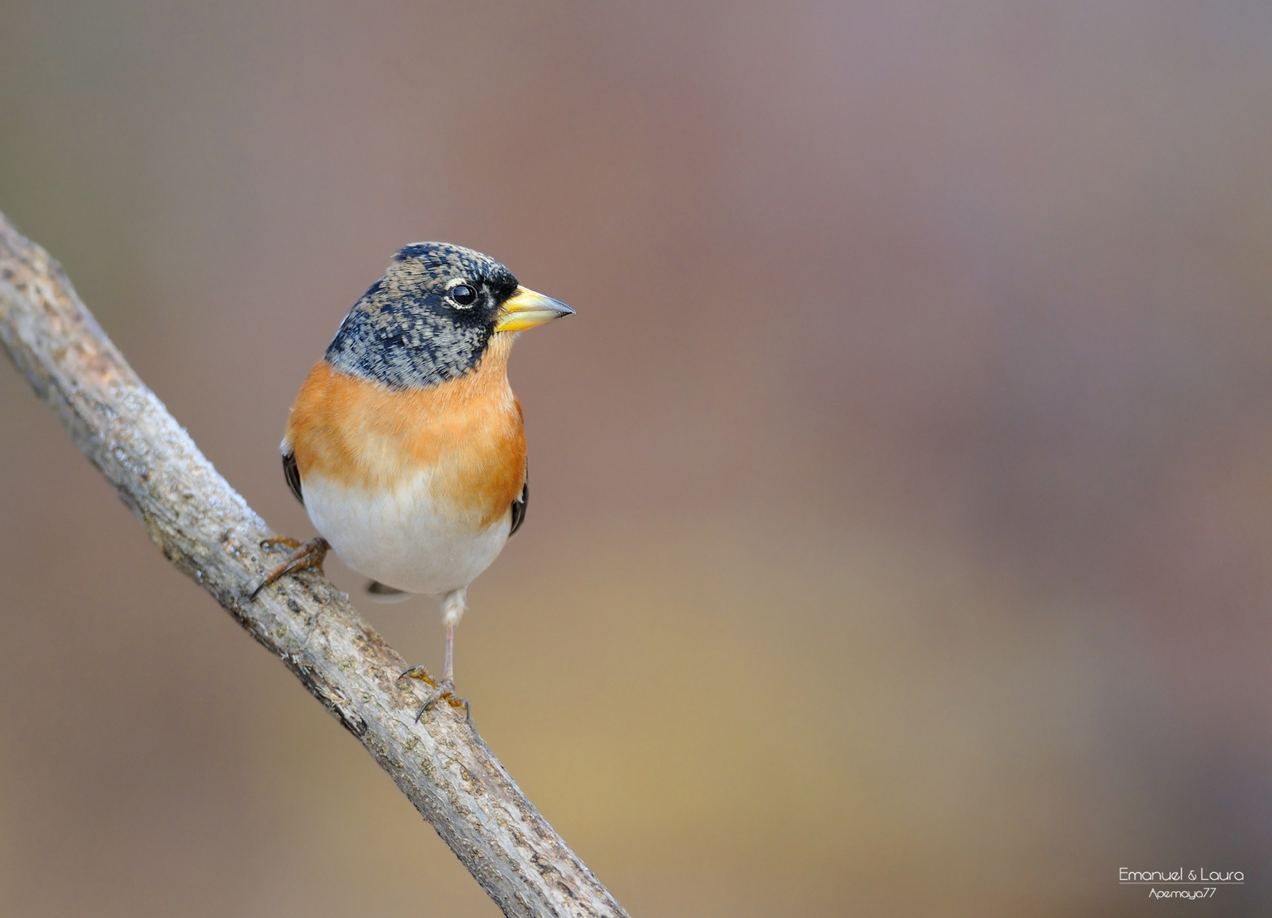 Brambling male