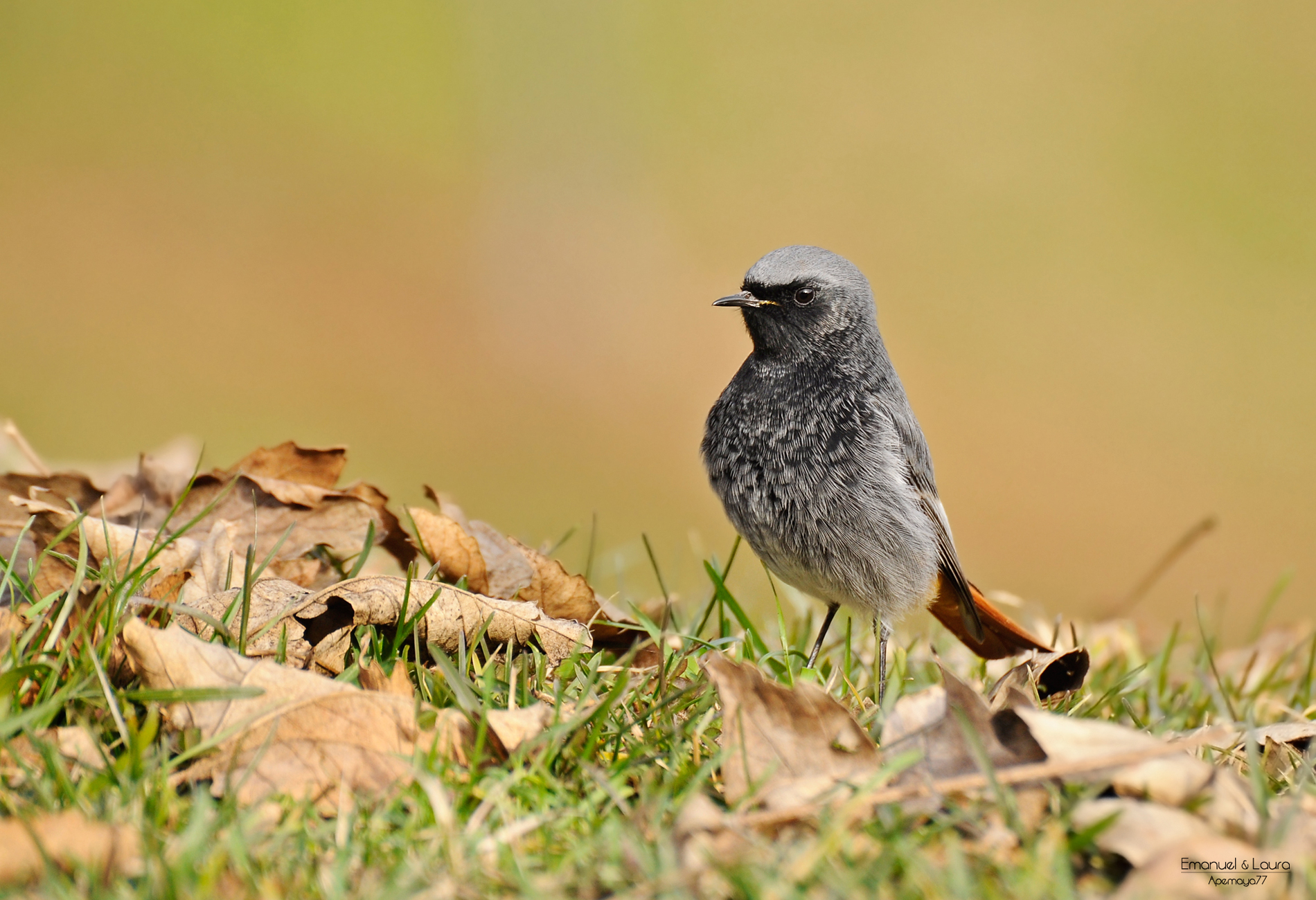 Black Redstart male