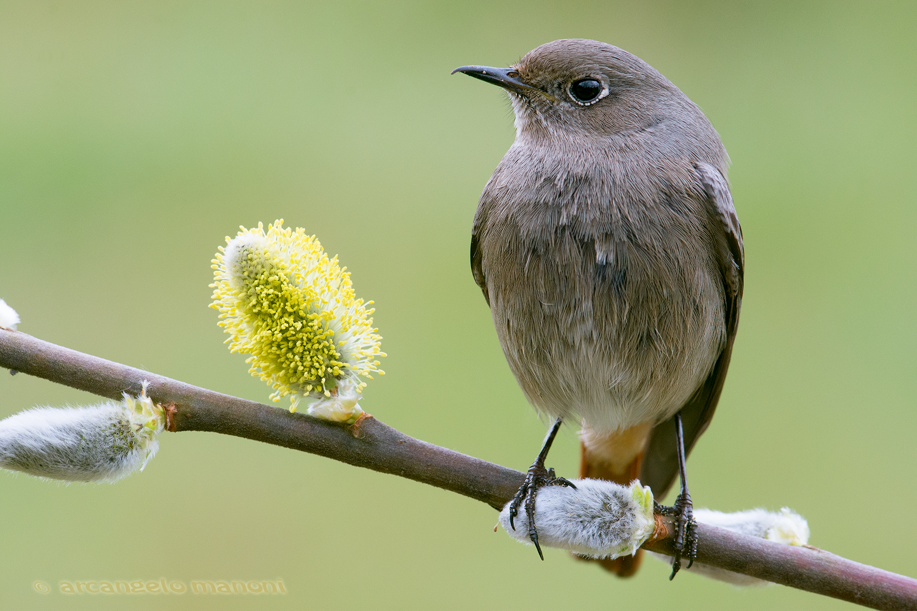 Flower, bud and the redstart
