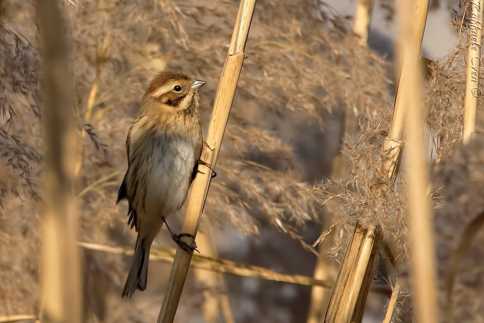 Migliarino di palude