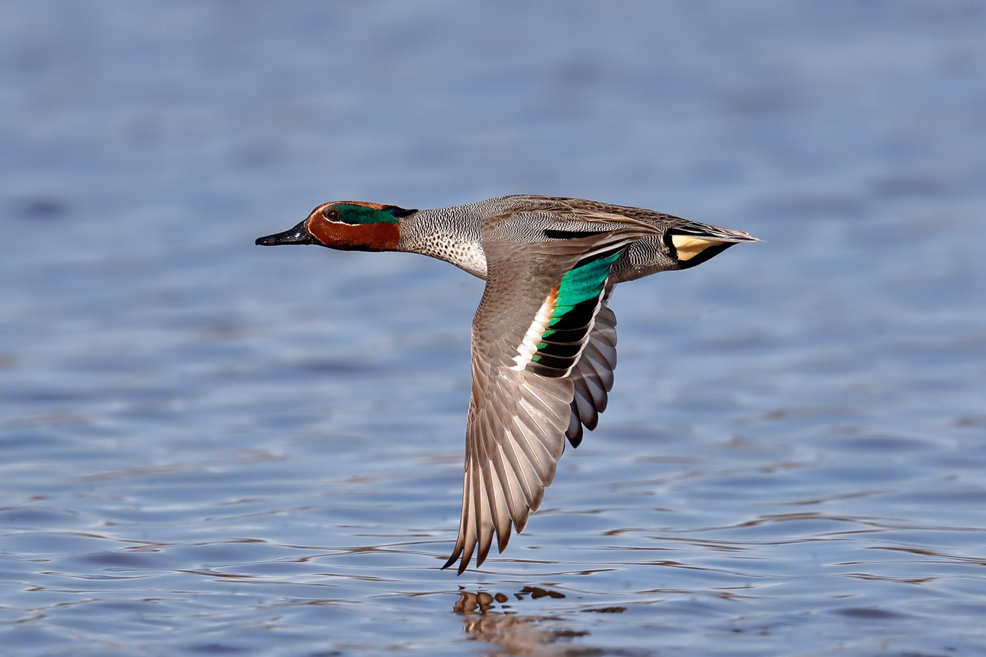 teal flying