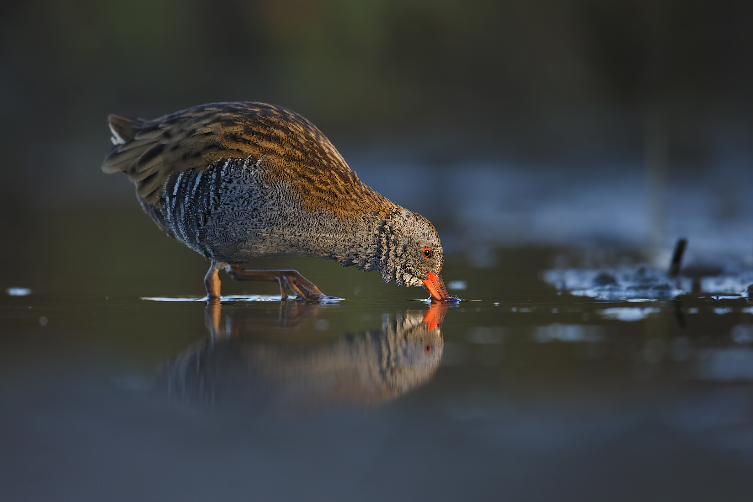 Water Rail