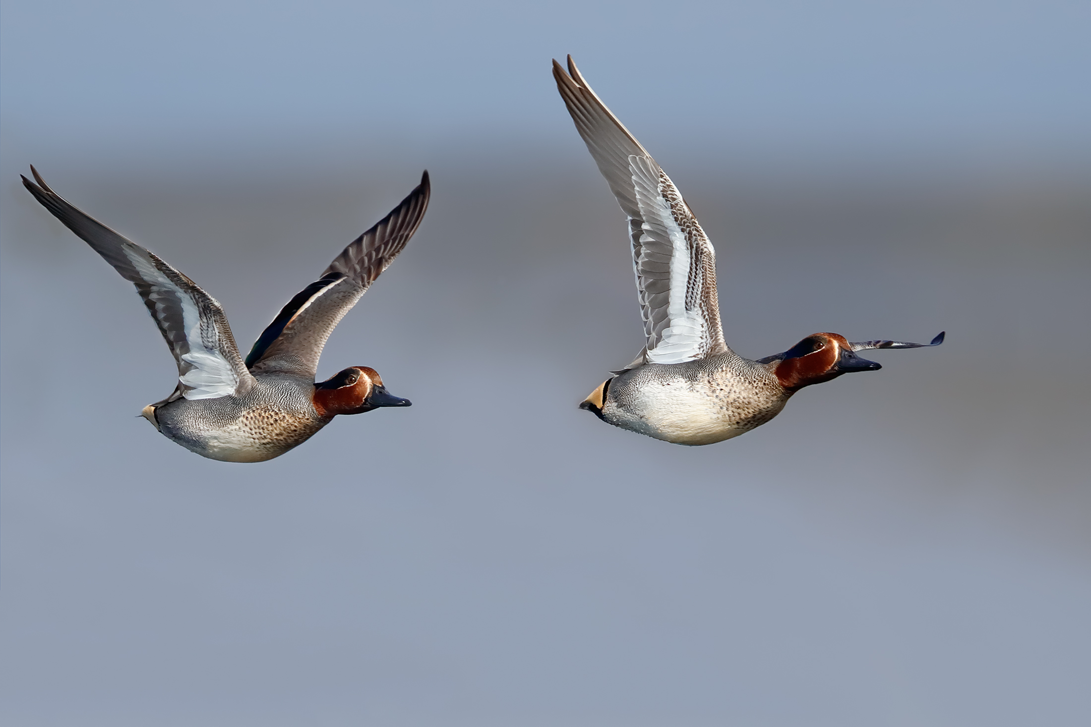 flying teals