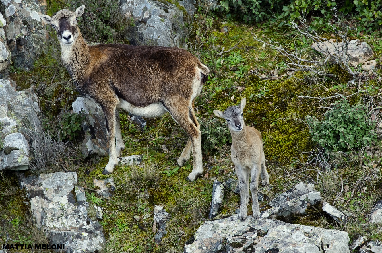 Muflone sardo - Ovis musimon