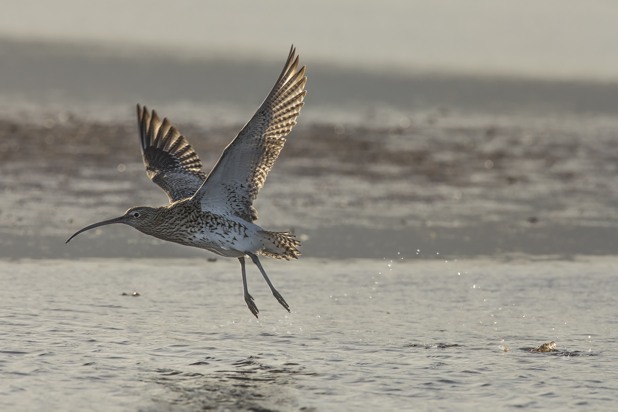 controluce al tramonto....