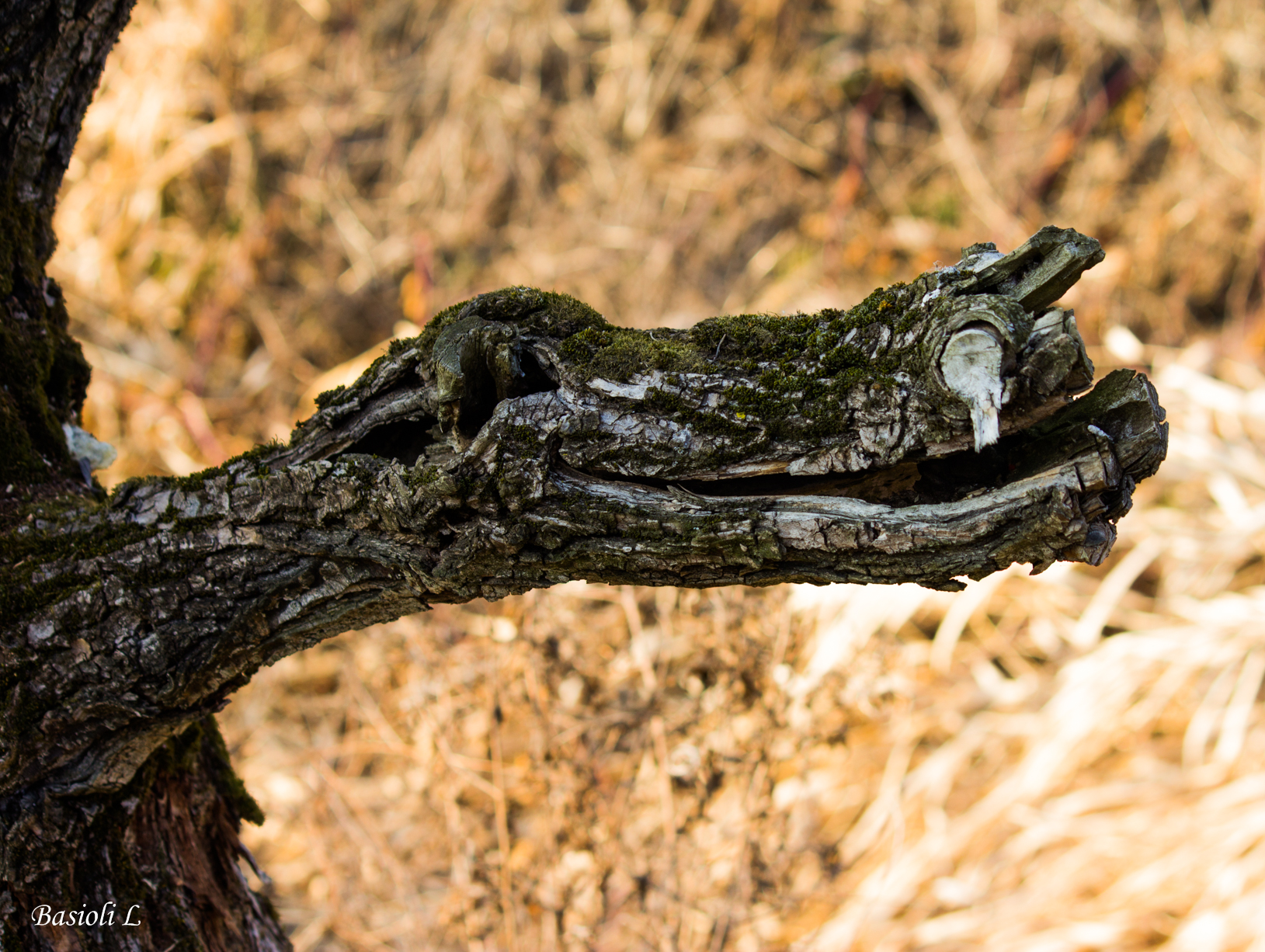 It does not seem an alligator?