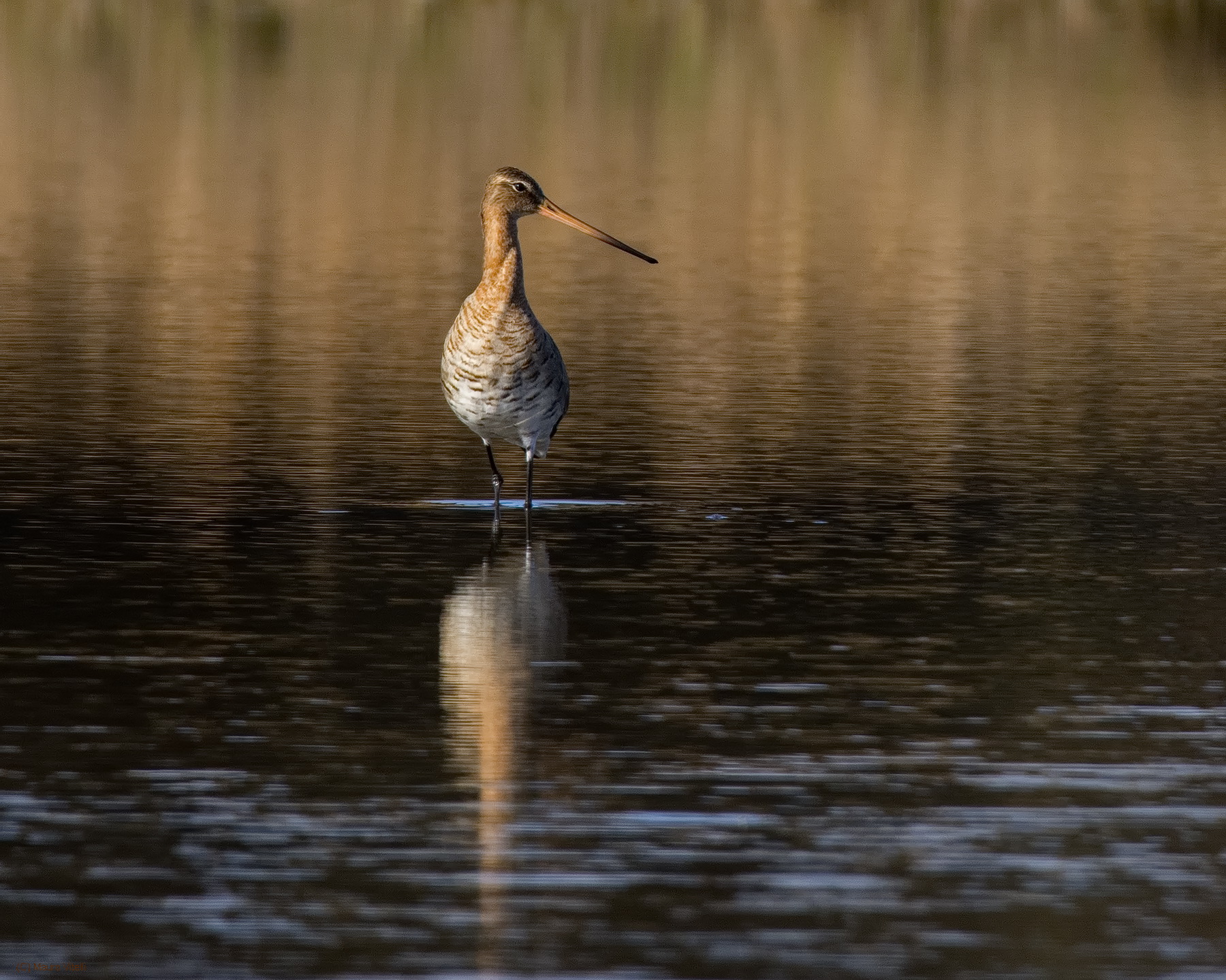 Pittima Reale (Limosa limosa)