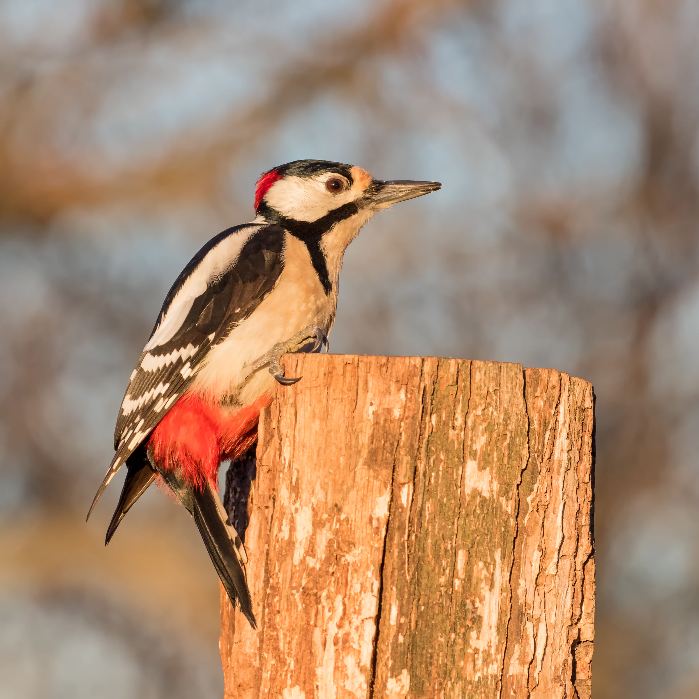 Great Spotted Woodpecker