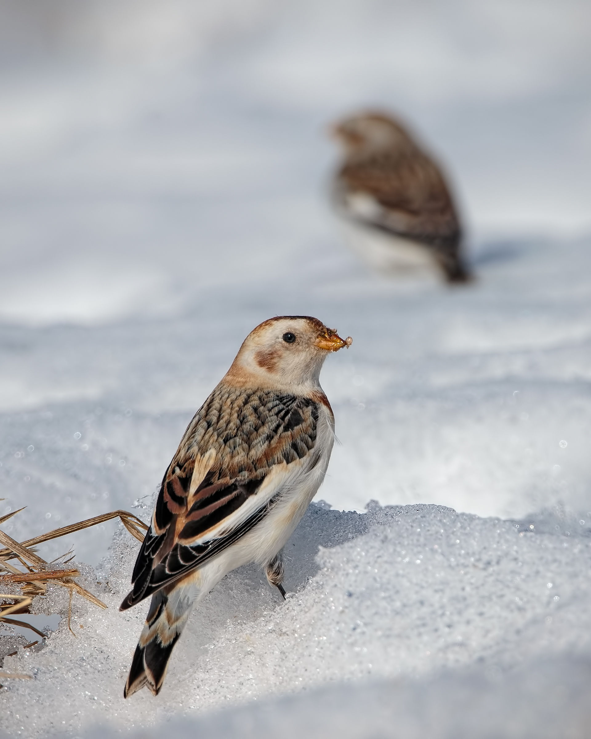 Snow Bunting (Plectrophenax nivalis)