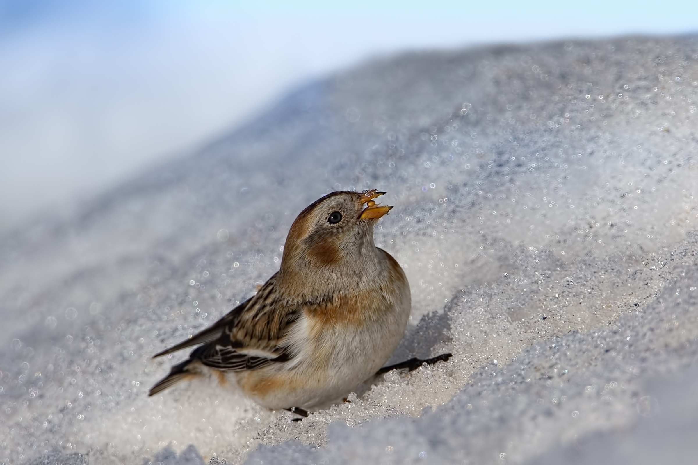Snow Bunting (Plectrophenax nivalis)