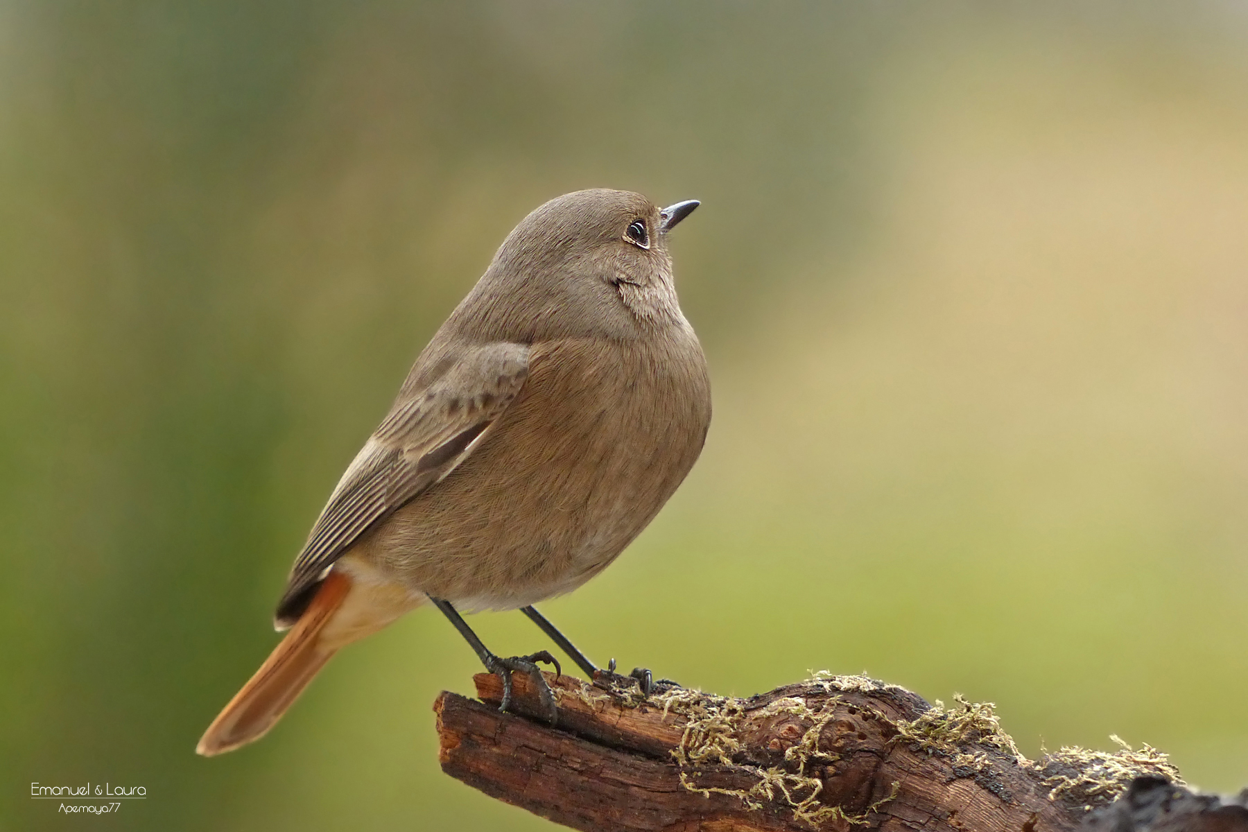 Redstart female