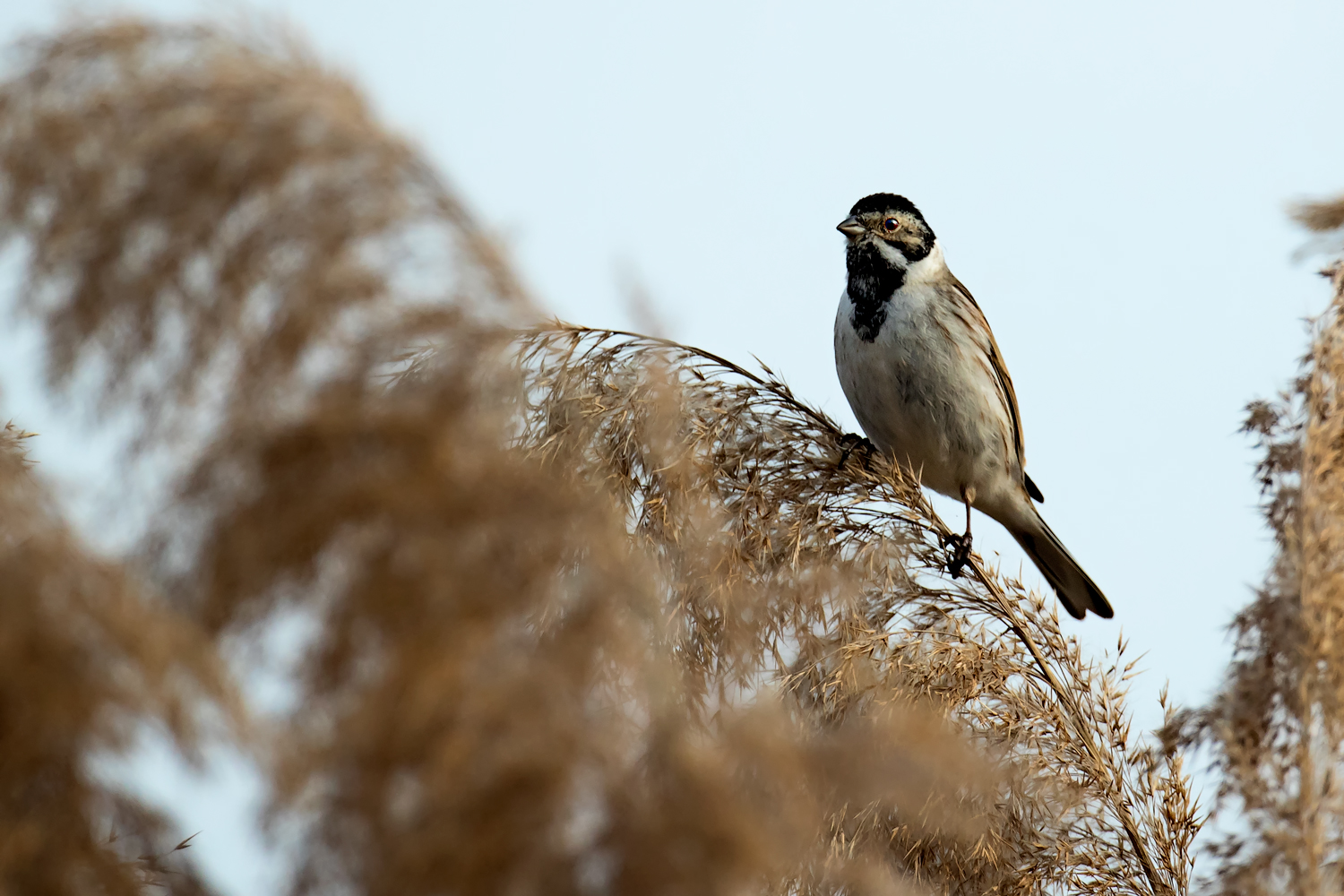 Migliarino di Palude