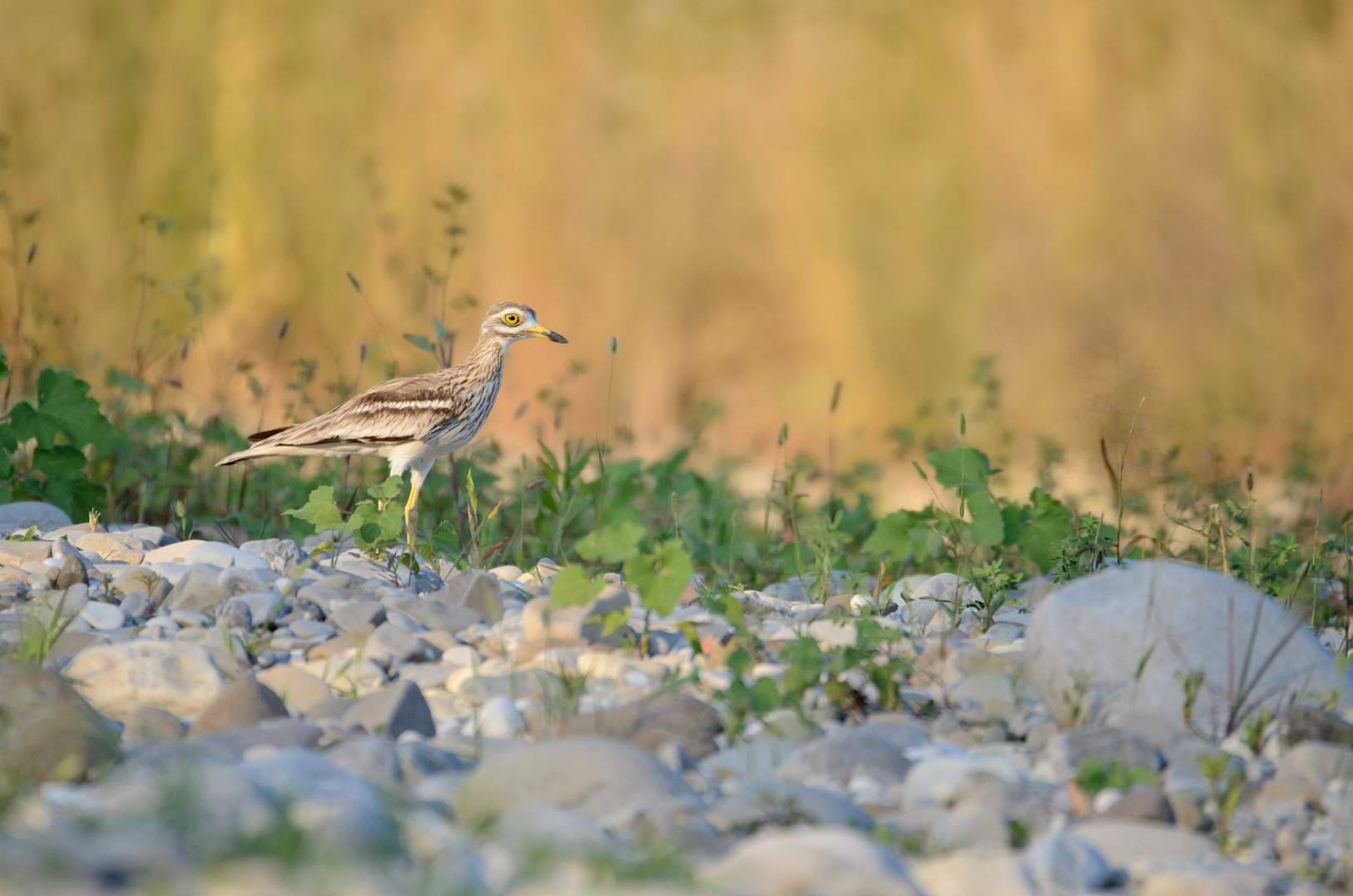 l'occhione e il suo habitat