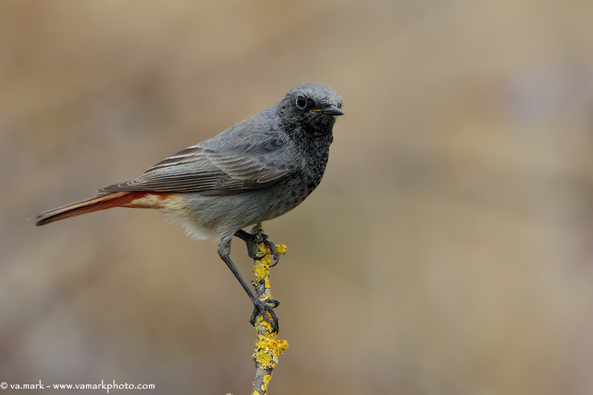 Chimney sweep Redstart