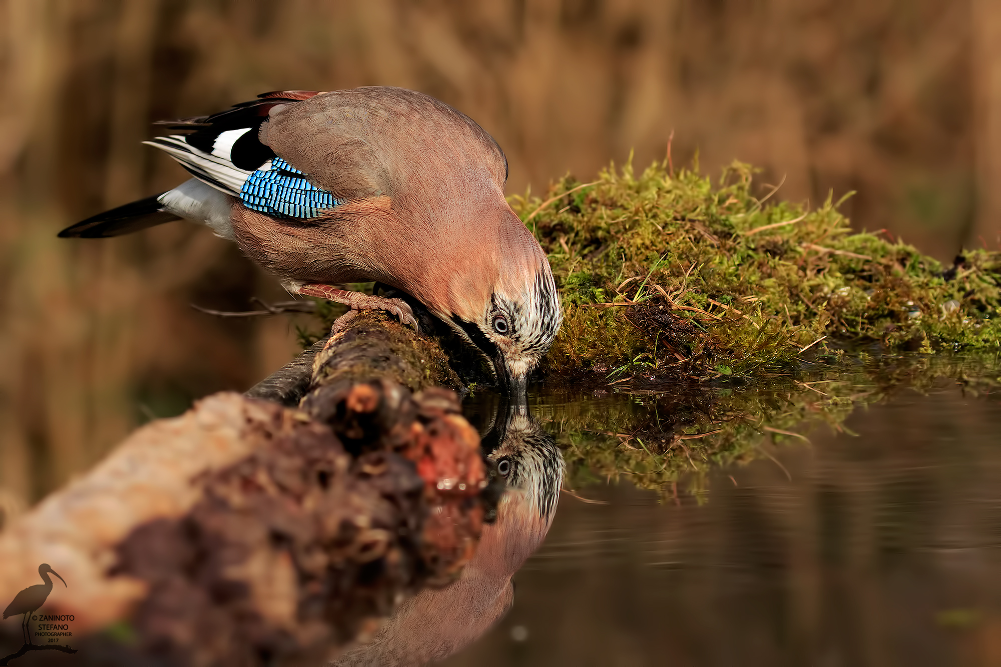 Ghiandaia all'abbeveratoio