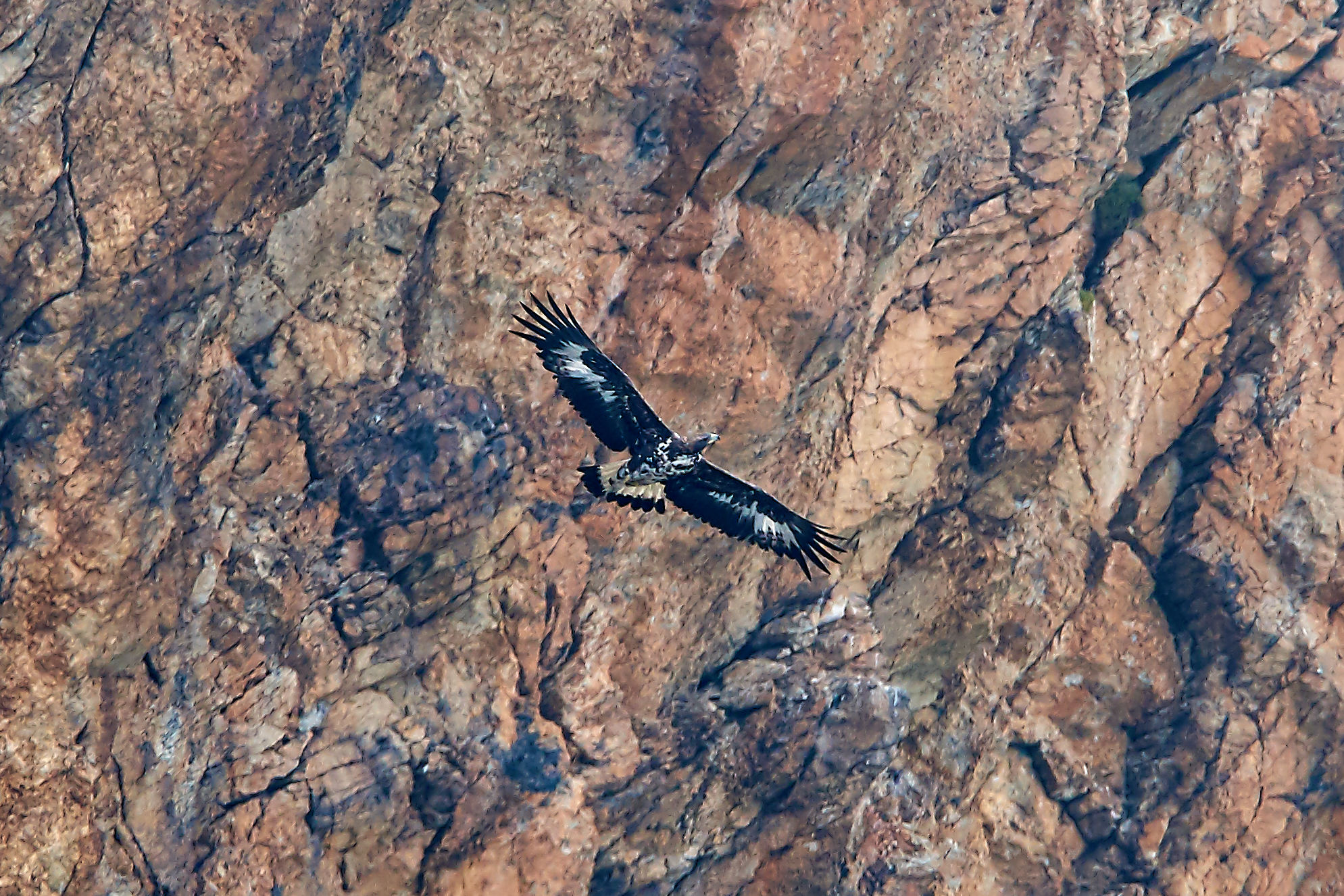Golden Eagle