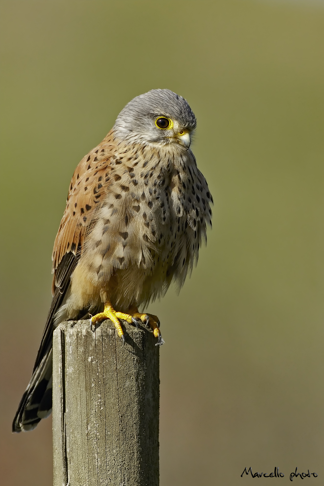 Kestrel