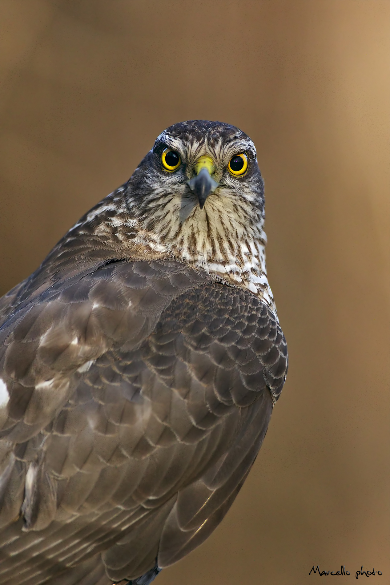Sparrowhawk female