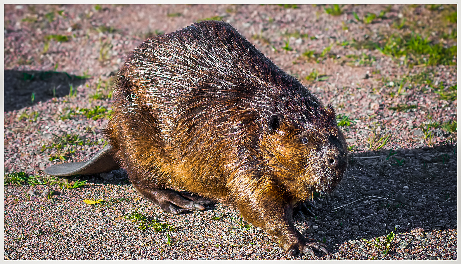 Colpi di Beaver canadese :)