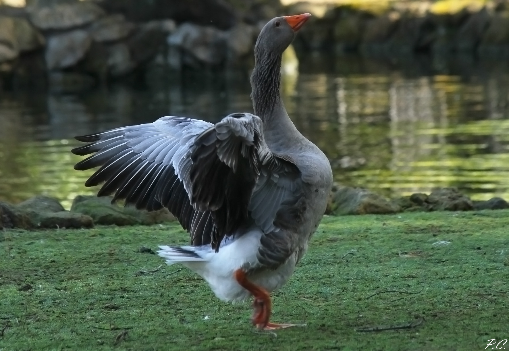 dance Swan ..... or almost ...