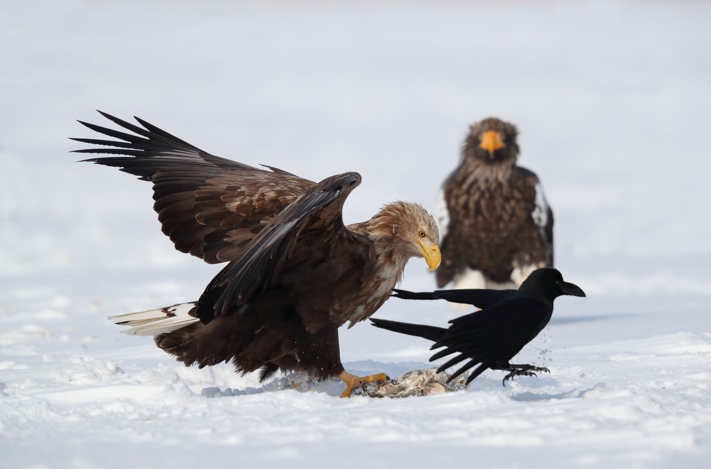 Sorry....tavolo riservato!