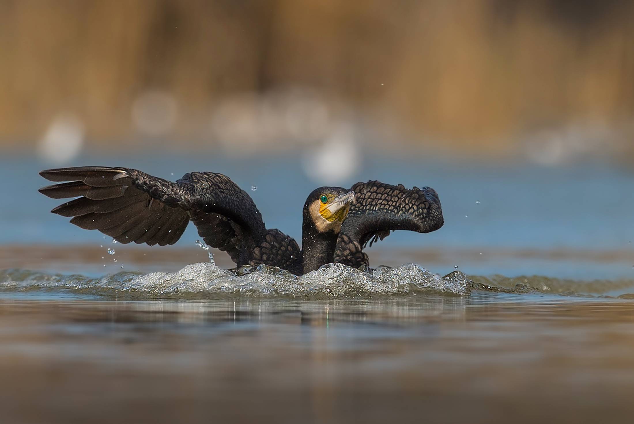 ammaraggio(splash-down)