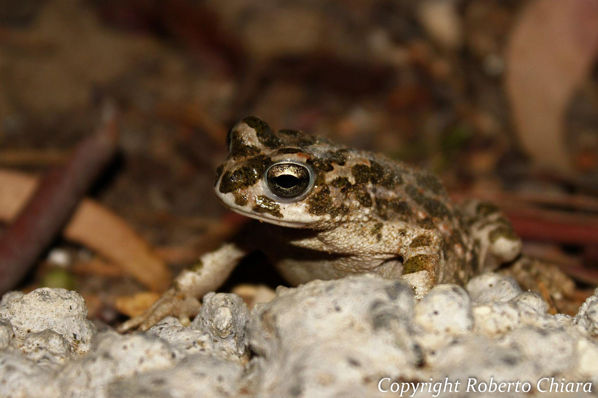 Rospo smeraldino siciliano