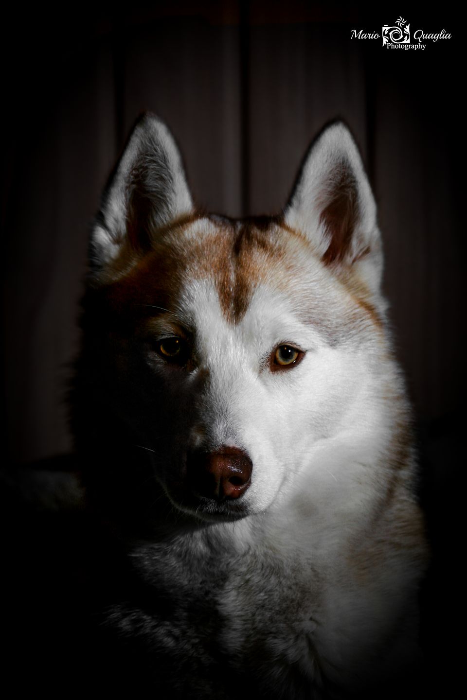 Torquemada's Sex On The Beach "Sophie"