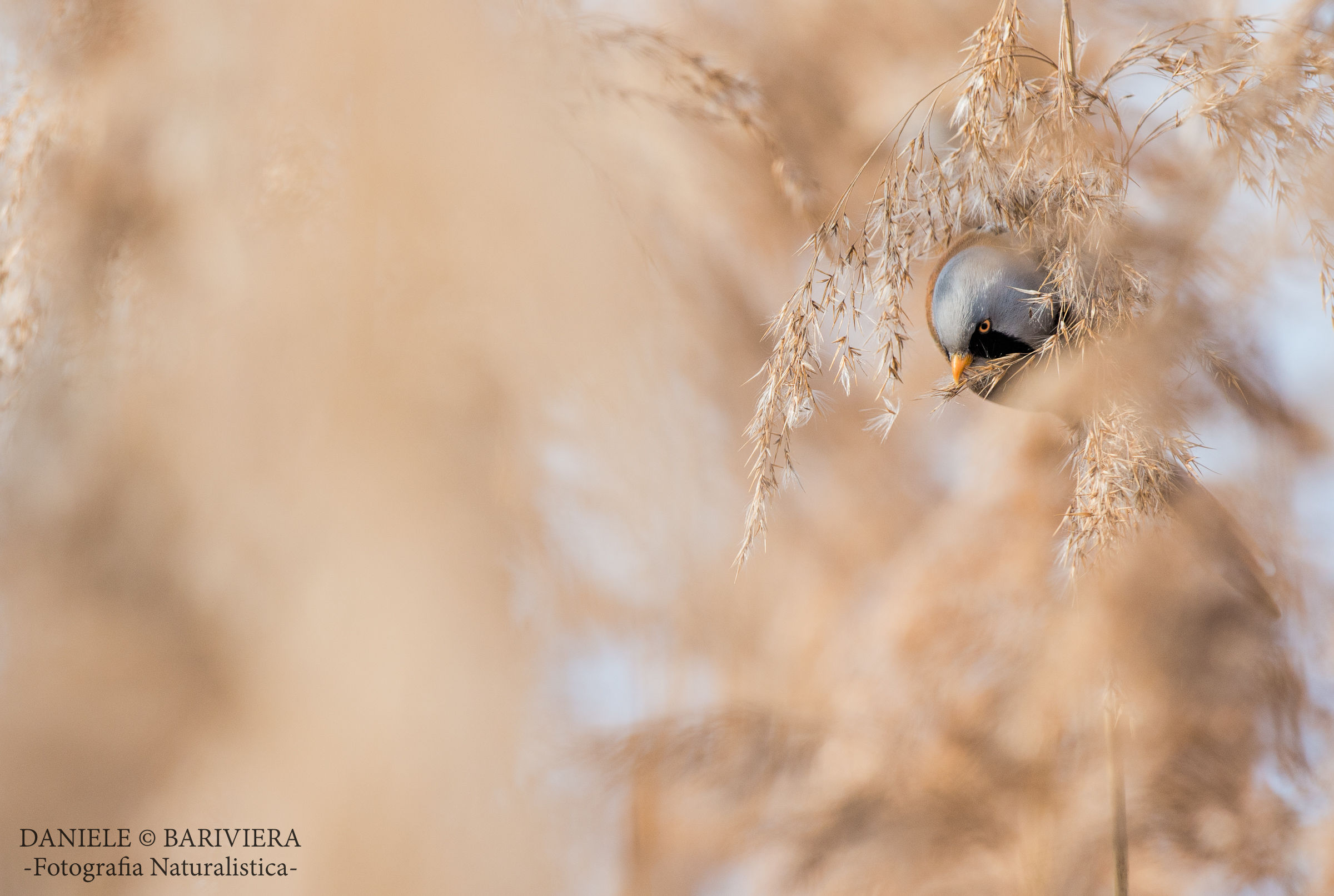 Bearded Tit