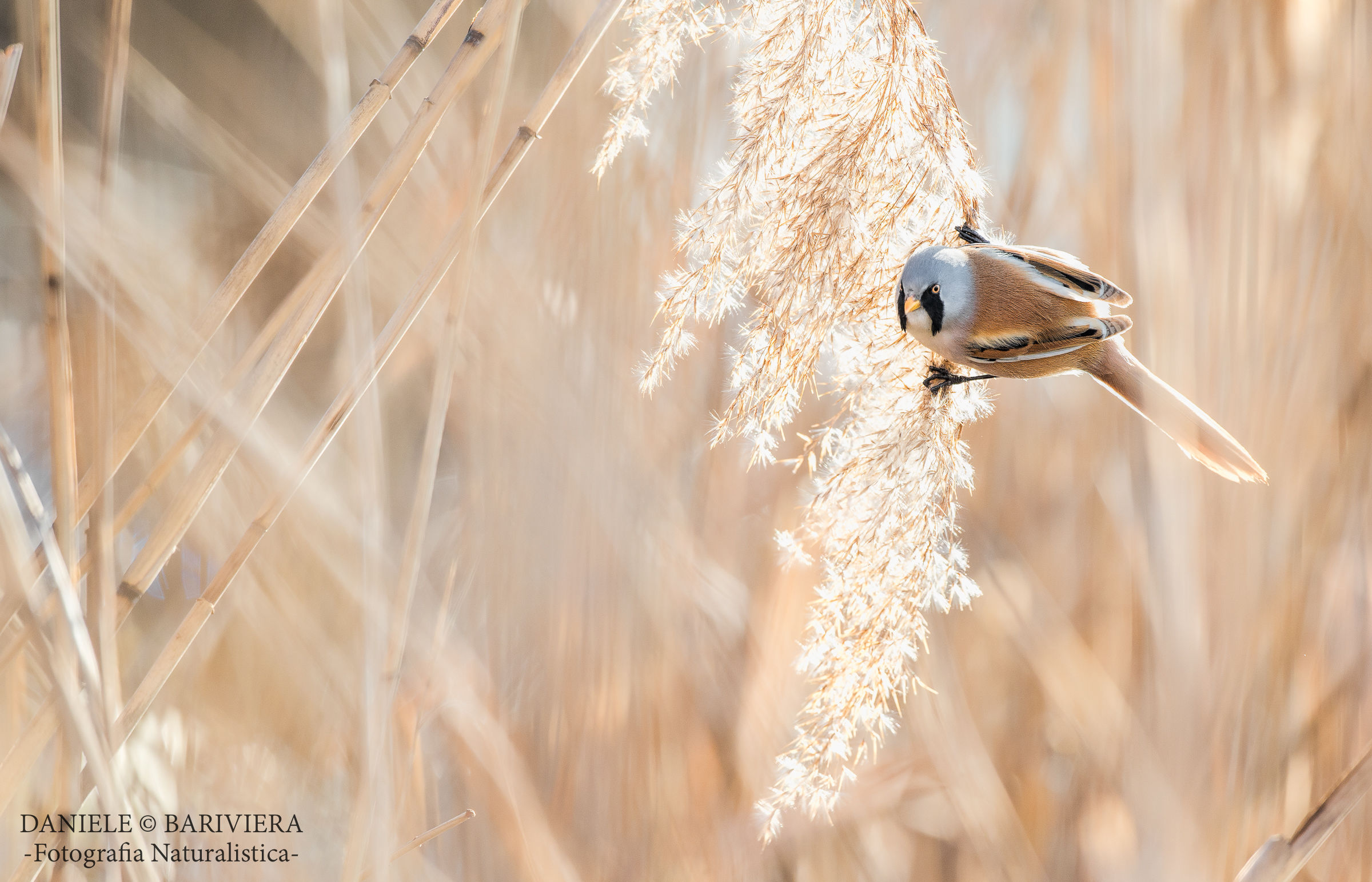 Bearded Tit