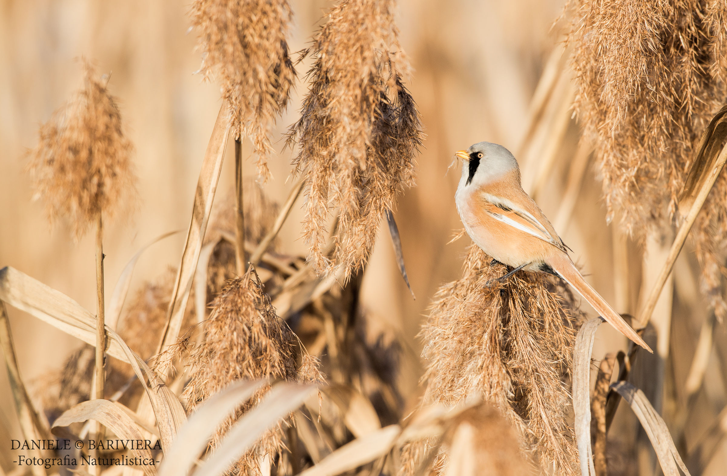 Bearded Tit