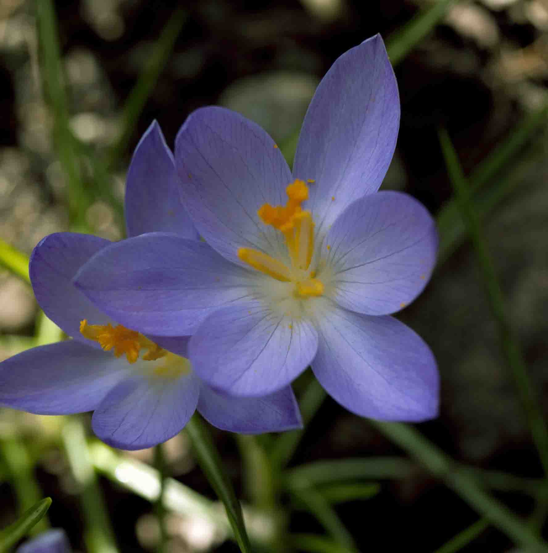 anemone hepatica