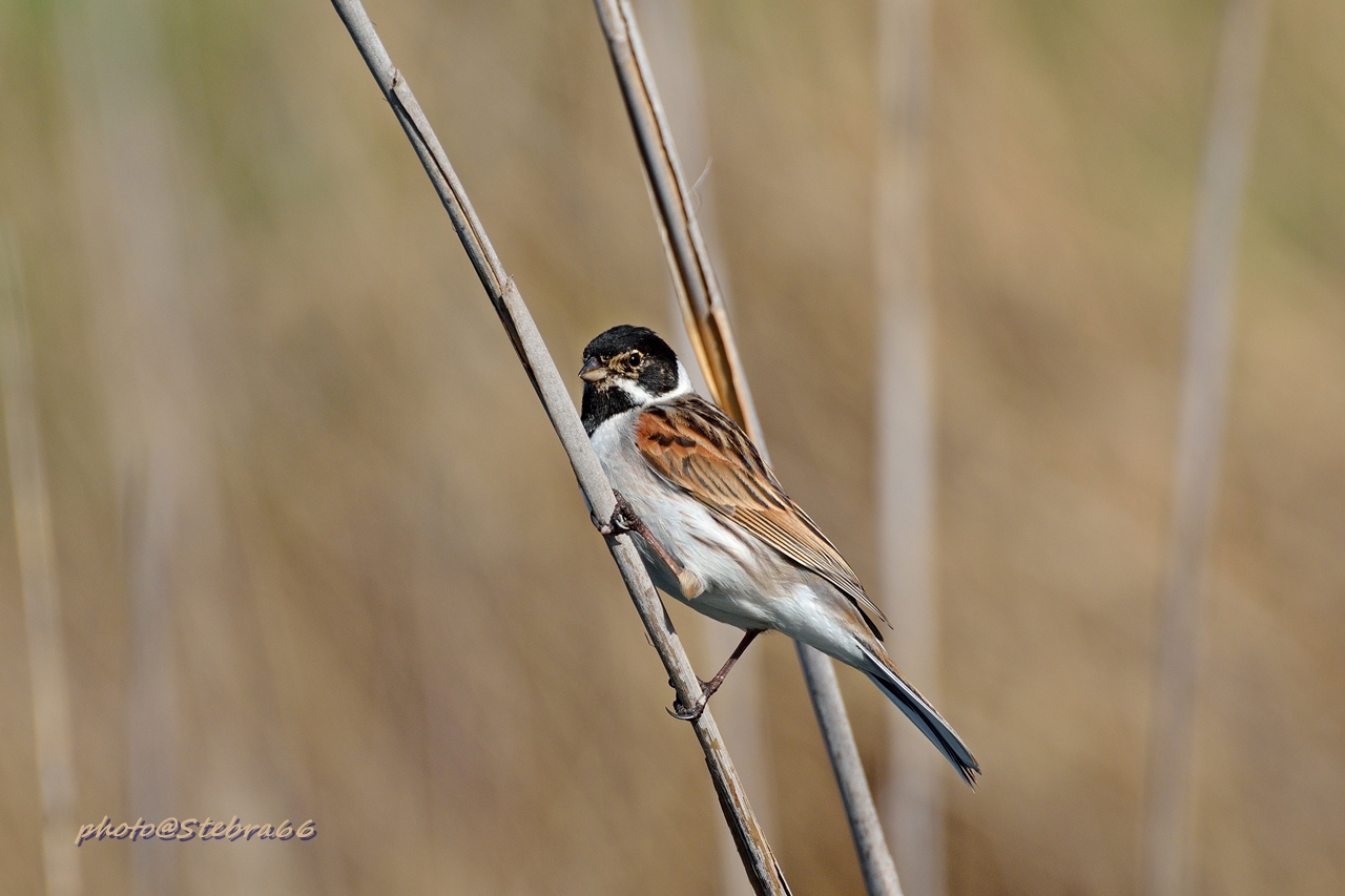 Migliarino di palude
