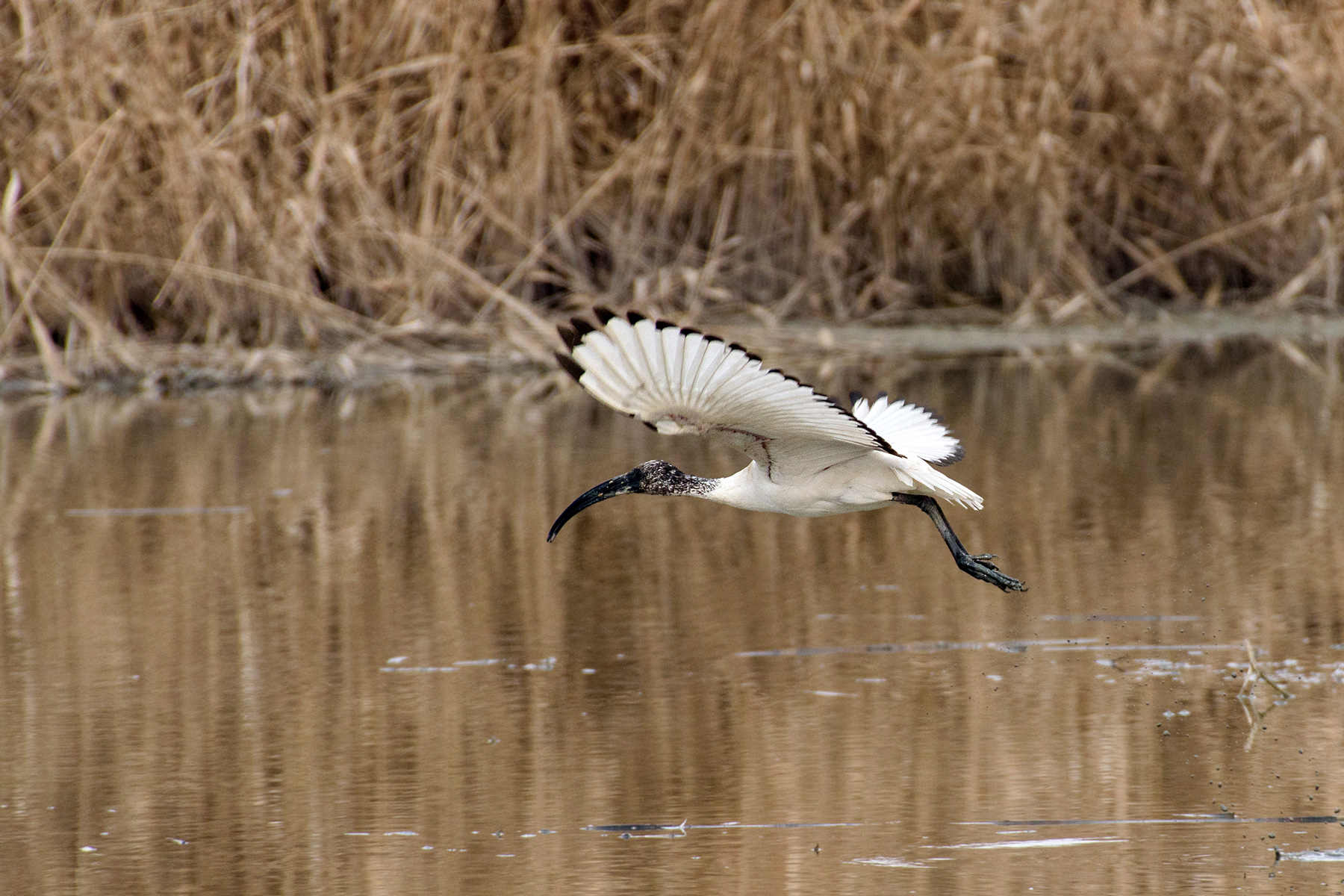 Fledging Sacred Ibis