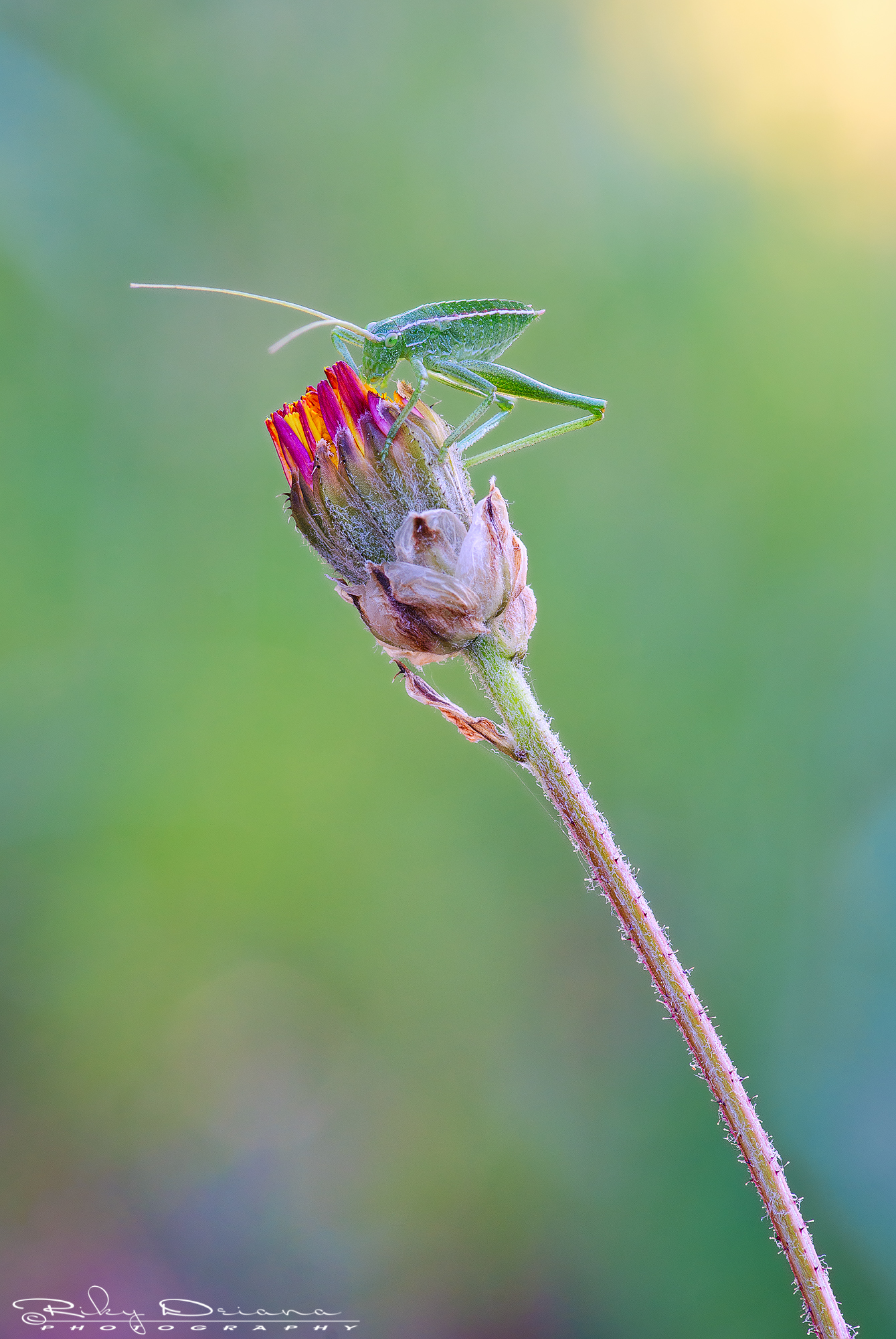 The small grasshopper