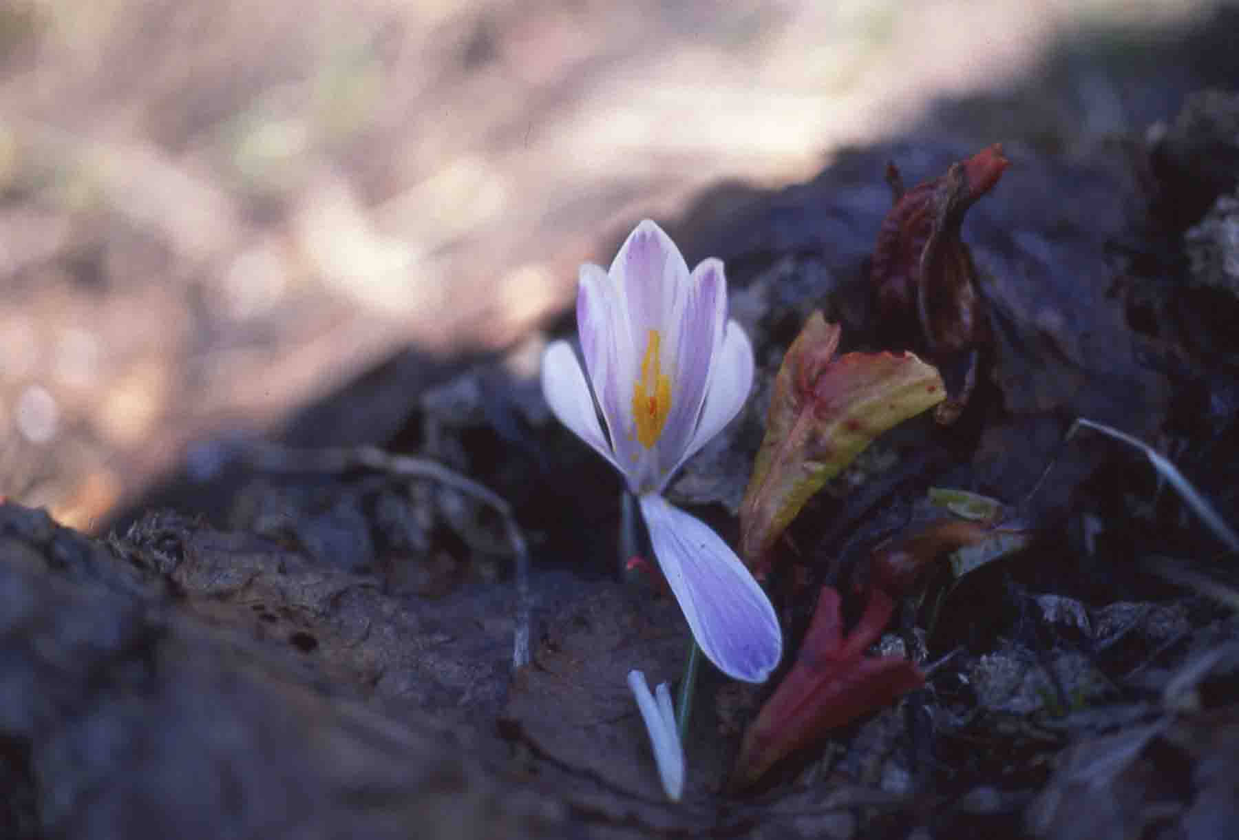 Crocus