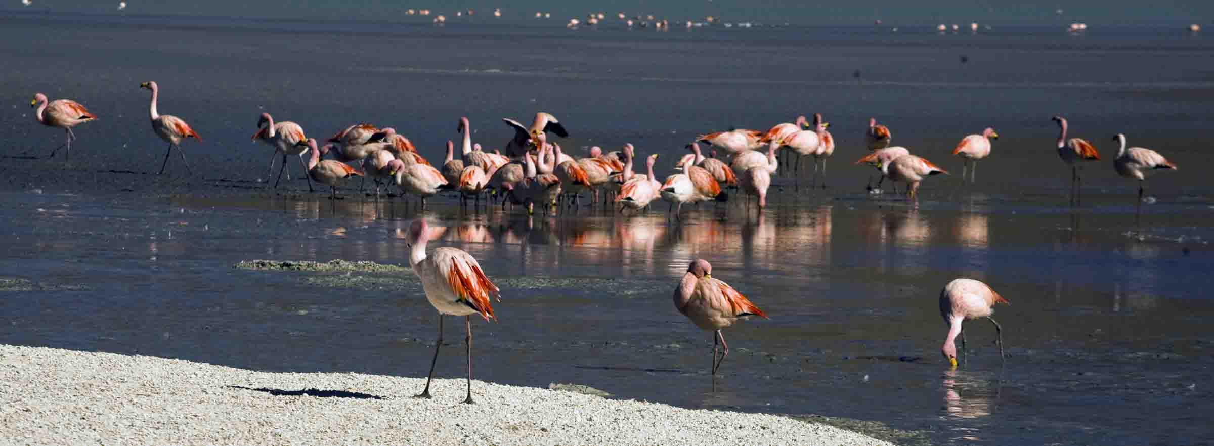 Pink flamingos on the Bolivian Andes