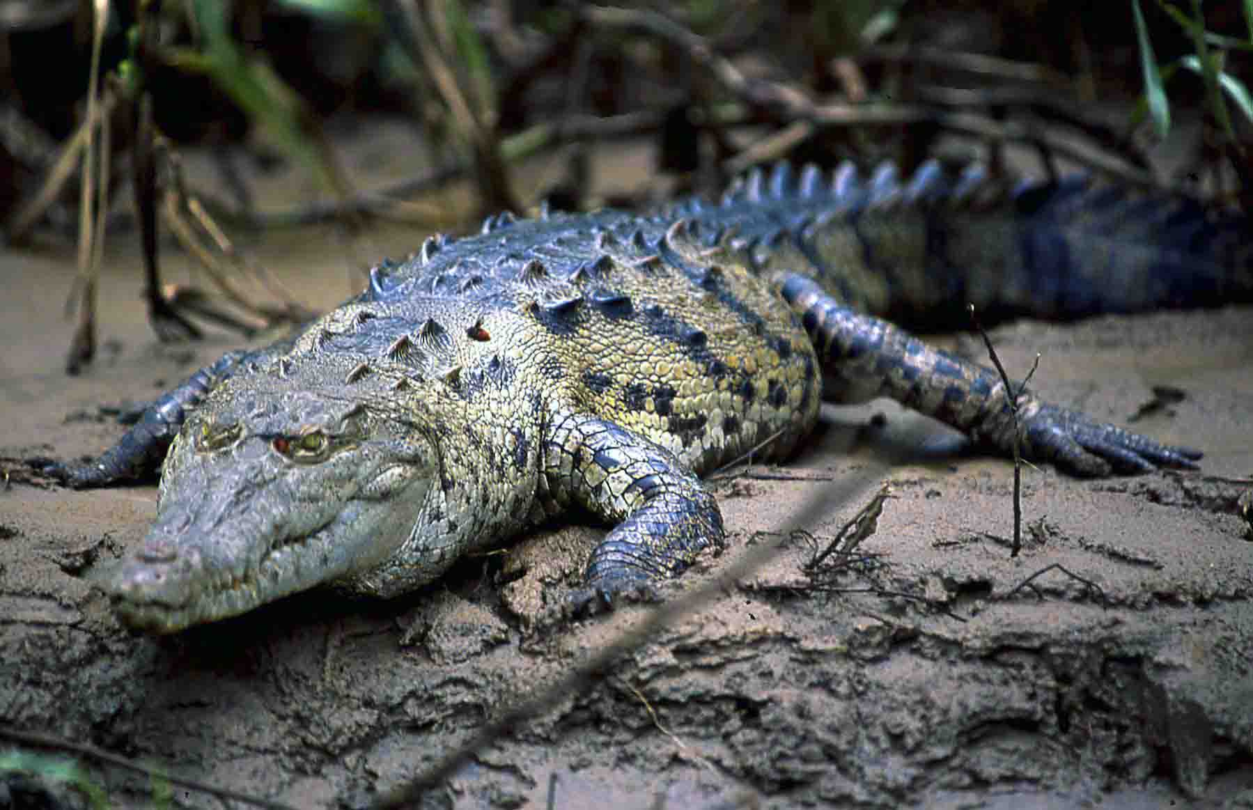 Caiman in Costa Rica
