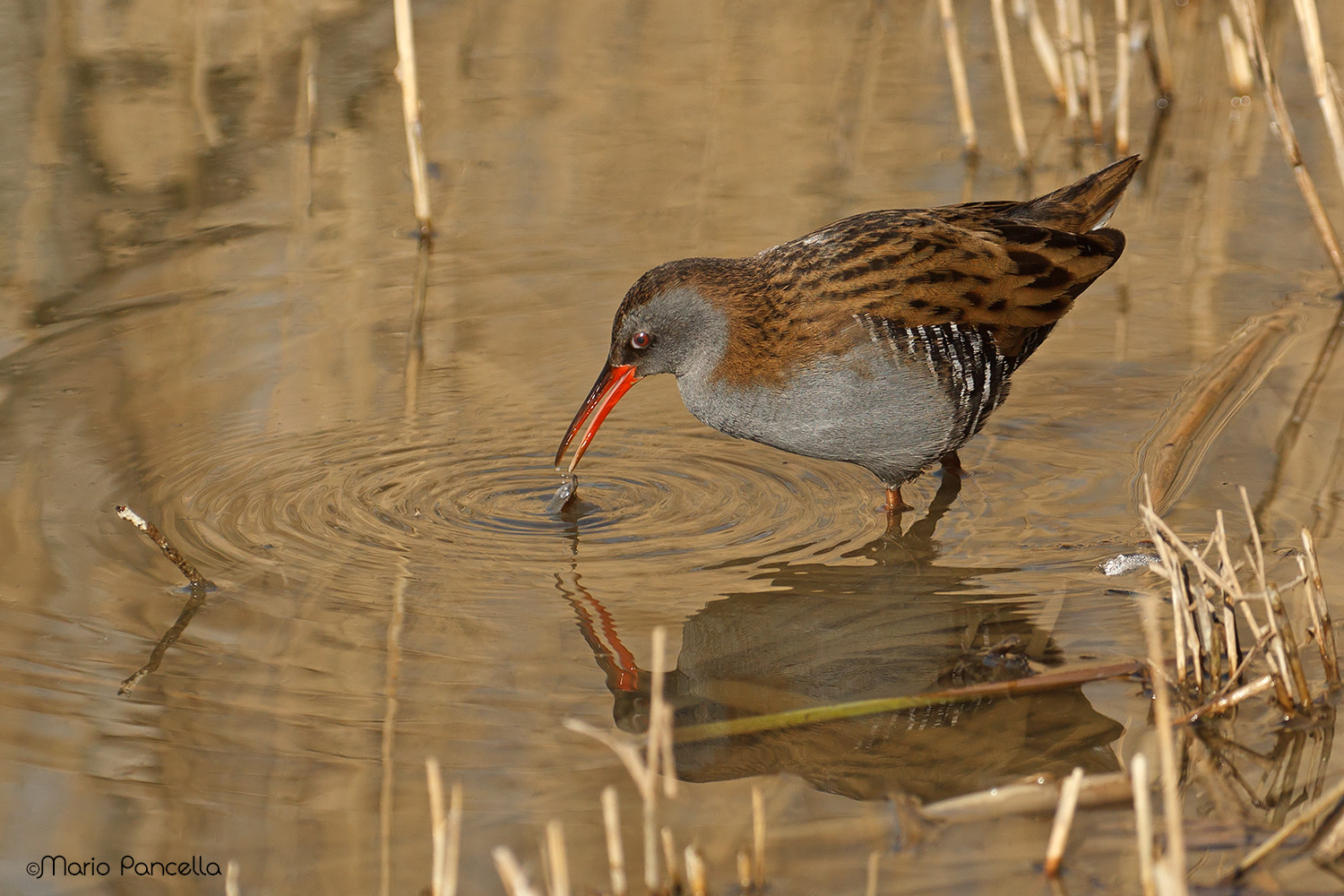 Water rail-water rail
